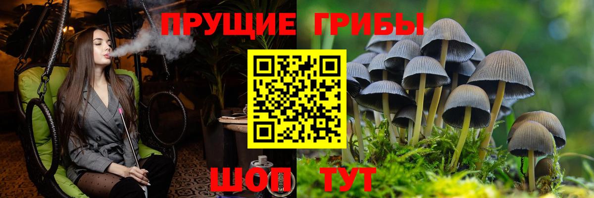 Алейск  Псилоцибиновые грибы Psilocybe  Вход с VPN 